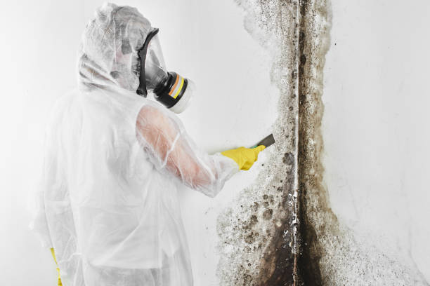 Best Mold Odor Removal Services  in Clayton, NM