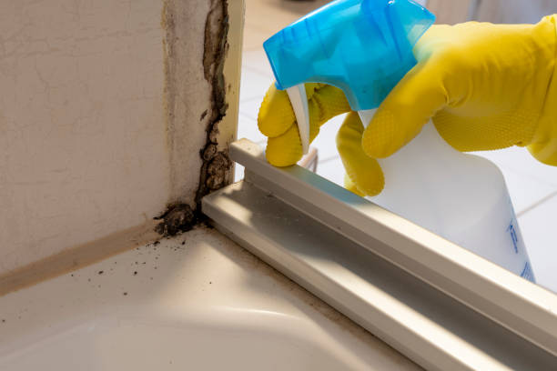 Best Mold Documentation for Insurance Claims  in Clayton, NM